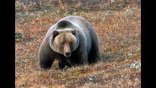 Huge Kananaskis Grizzly [upl. by Zebada992]