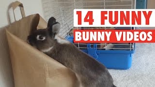 14 Funny Bunny Videos  Awesome Bunnies Compilation [upl. by Zicarelli574]