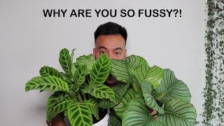 How To Care For Calathea  Houseplant Care Tips [upl. by Ibson]