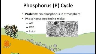 The Phosphorus Cycle [upl. by Einnel329]