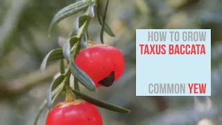 How to Grow Taxus baccata English Yew  Common Yew [upl. by Madanhoj]