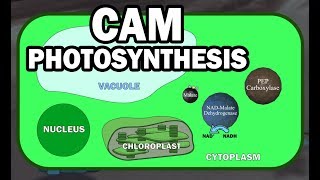 CAM PLANT PHOTOSYNTHESIS ANIMATION [upl. by Valencia292]