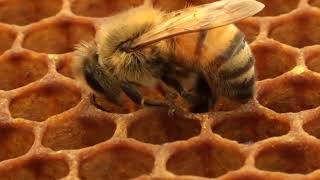 Honey Bee Removing Pollen [upl. by Eitirahc]