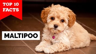 Maltipoo  Top 10 Facts [upl. by Maggie]