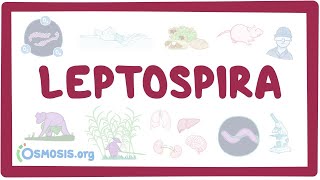 Leptospira  an Osmosis Preview [upl. by Bartko]