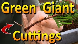 Propagating Green Giant Arborvitae  Rooting Hardwood Thuja Cuttings [upl. by Haerdna]