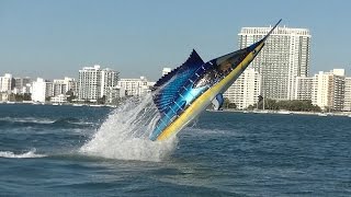 Seabreacher Sailfish hits Miami [upl. by Airol186]