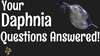 Daphnia Questions Answered [upl. by Ilac]