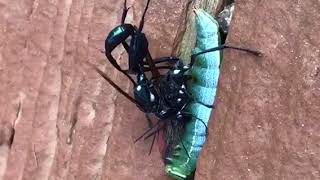 Giant Ichneumon Wasps Mating [upl. by Clovah]