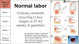 Normal labor ordinary delivery [upl. by Lyj]