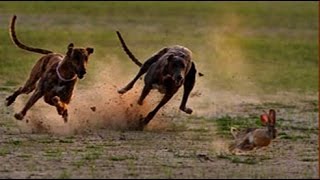 Greyhound Chasing Rabbit  Two Dogs Vs Rabbit ➤ Tiger Channel Tv [upl. by Aikehs]