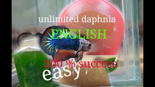 daphnia moina culture Easy way Unlimited production English  with sub Green water Chlorella [upl. by Leboff]