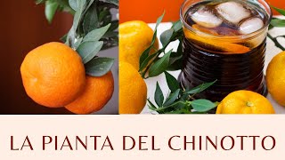 La pianta del Chinotto  Agrumi Lenzi [upl. by Willis]