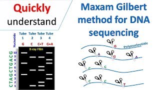 Maxam Gilbert sequencing [upl. by Mary]