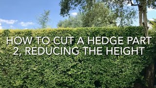 How To Cut A Hedge Part 2 Reducing The Height Cutting A Privet Hedge [upl. by Lat]