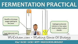 Biotechnology  Fermentation Practical  GCSE Biology 91 [upl. by Eibo]