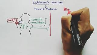 Leishmania donovani Lifecycle  Hindi   Kalaazar  Dumdum fever [upl. by Ltsyrk]