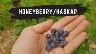 Unique Honeyberry Tasting and Growing  Lonicera caerulea [upl. by Mariana]