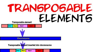 Transposable elements [upl. by Hannavahs]