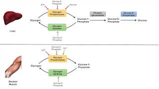 Glycogen Metabolism  Glycogenolysis  Pathway Enzymes and Regulation [upl. by Jaime]