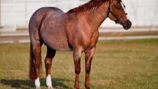 American Quarter Horse Stallions [upl. by Enytsirk797]