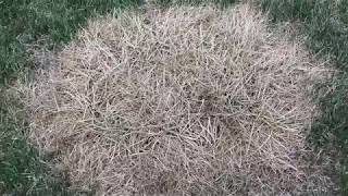 Tall Fescue Clump Removal [upl. by Alan]