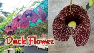 Aristolochia grandiflora the pelican flower Duck Flower [upl. by Horowitz22]