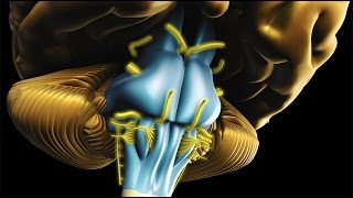 Neuroanatomy  The Brainstem [upl. by Wendel]