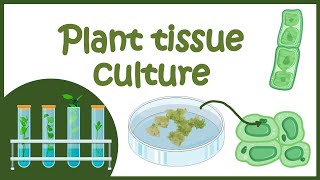 Plant tissue culture overview [upl. by Akcirre320]