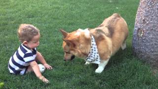 Corgi playing catch with baby [upl. by Allis]