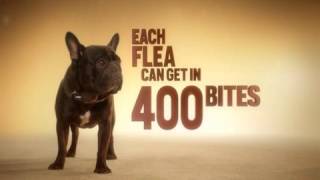 Frontline Tritak for Dogs Fleas Are Fast [upl. by Roxana776]