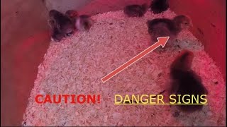 Baby Chick Update Brooder Temperature amp quotPasty Buttquot [upl. by Iaht]