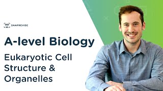 Eukaryotic Cell Structure amp Organelles  Alevel Biology  OCR AQA Edexcel [upl. by Haugen143]