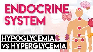 Hypoglycemia vs Hyperglycemia  Endocrine System Part 3 [upl. by Amargo]