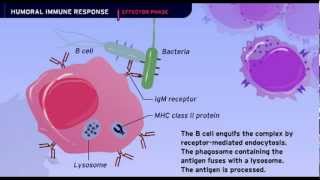 The Humoral Immune Response [upl. by Amliv]