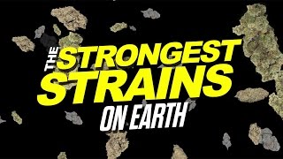 2015 Strongest Strains On Earth [upl. by Esoranna]