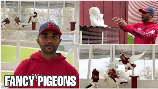 Rizwans Fancy Pigeon Loft in Boston USA  Pouter Jacobin Shirazi Fantail Kabootar [upl. by Sidman300]