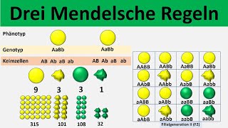 Mendelsche Regeln 1 Uniformitätsregel  2 Spaltungsregel  3 Unabhängigkeitsregel  Biologie [upl. by Dirfliw]