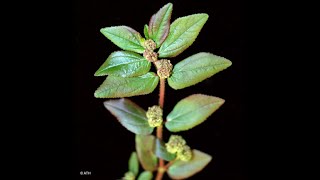 13 SUPER HEALTH BENEFITS OF TAWATAWA PLANT OR ASTHMA WEED SNAKE WEED EUPHORBIA HIRTA [upl. by Serilda]