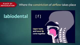 Introduction to Articulatory Phonetics Consonants [upl. by Bobker]