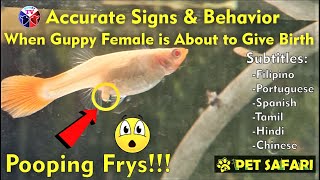 Female Guppy Fish Exact Signs When About to Give Birth [upl. by Croft]