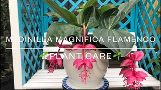 Medinilla Magnifica Flamenco  Plant Care UK [upl. by Ettenrahs]