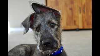 Irish Wolfhound  Top 10 Facts [upl. by Guildroy]