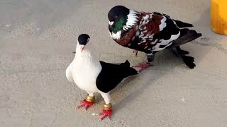 Breeding pigeons  Fancy Kabootar [upl. by Cyprian532]