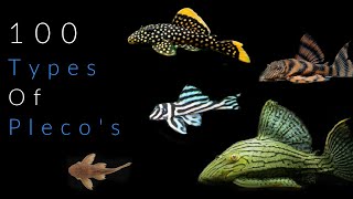 100 Types Of Pleco Fish [upl. by Ueihttam]