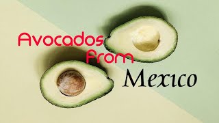 Avocados from Mexico meme [upl. by Anitnegra988]