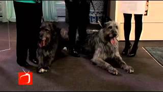 Irish Wolfhounds [upl. by Klotz]