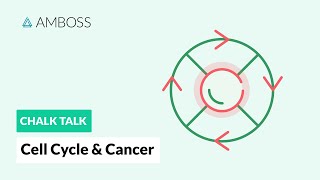 Cell Cycle and Cancer Phases Hallmarks and Development [upl. by Notnef863]