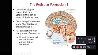 BIOL 214 Midbrain amp Reticular Formation Ch 14 Part 5 [upl. by Favien786]