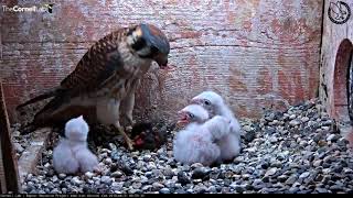 American Kestrel Chick Upended During Feeding – June 21 2018 [upl. by Slorac669]